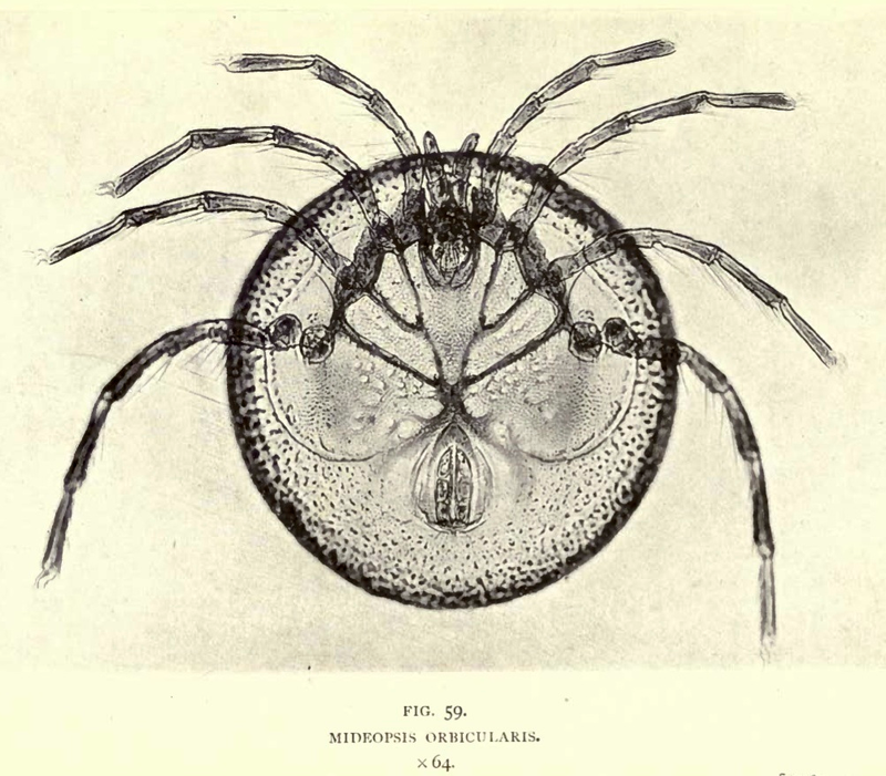 Illustration for article titled 110 Years Ago, These Microscopic Photos Horrified Londoners